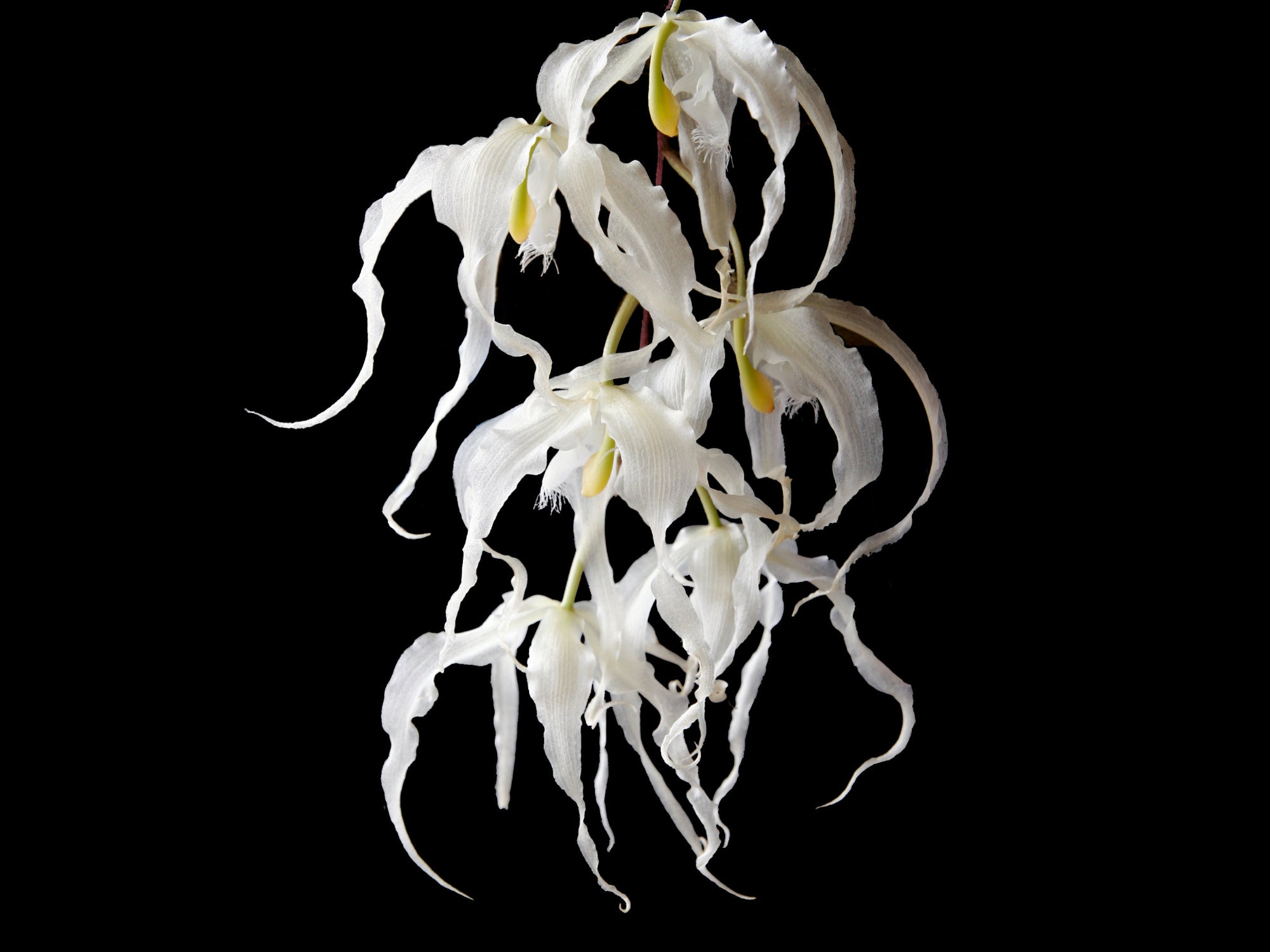 Paphinia herrerae f. alba