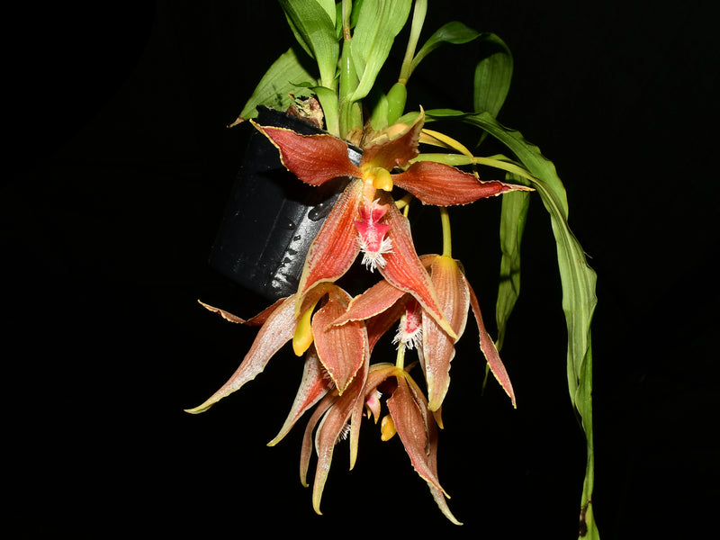 Paphinia hirtzii