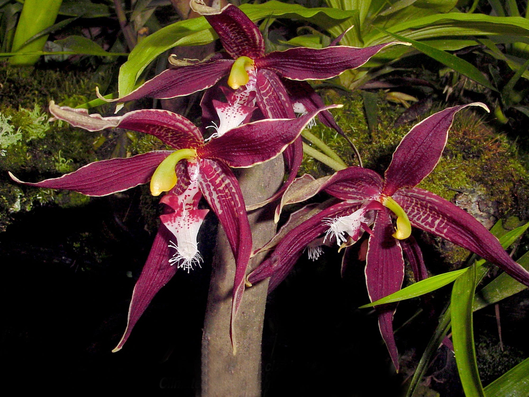 Paphinia neudeckeri