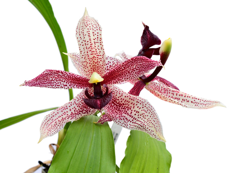 Paphinopea Charles Mans