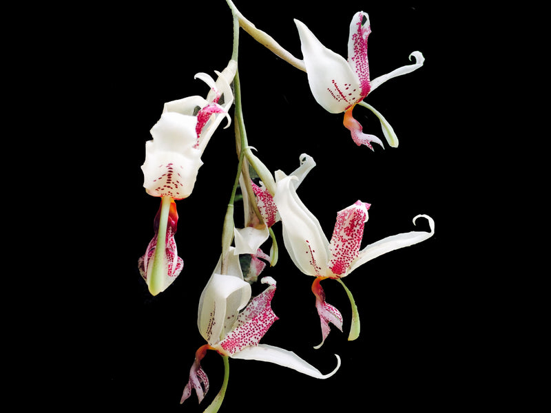 Paphinopea Doug Kennedy