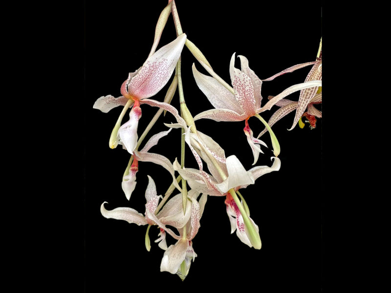 Paphinopea Ivan Portilla