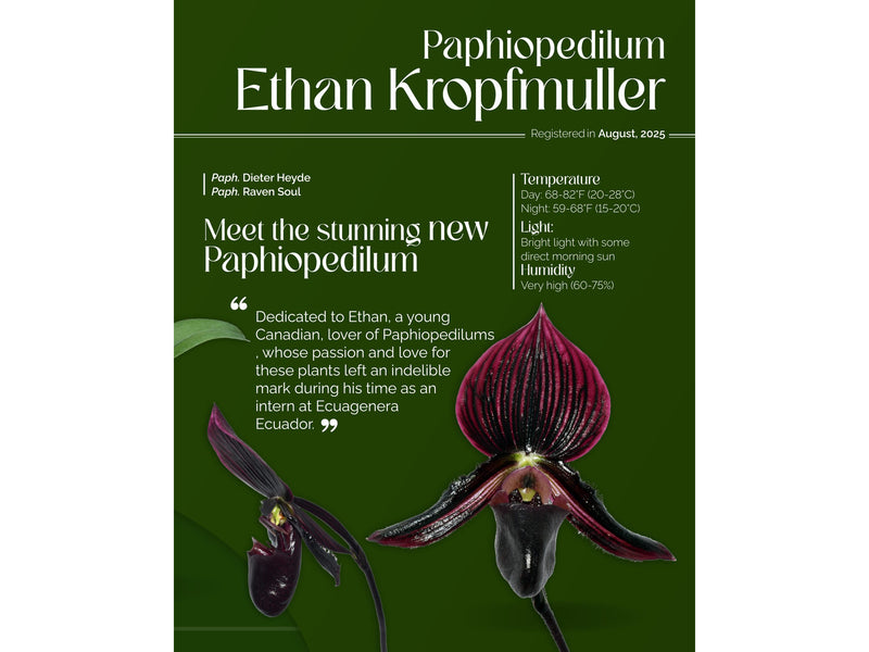 Paphiopedilum Ethan Kropfmuller