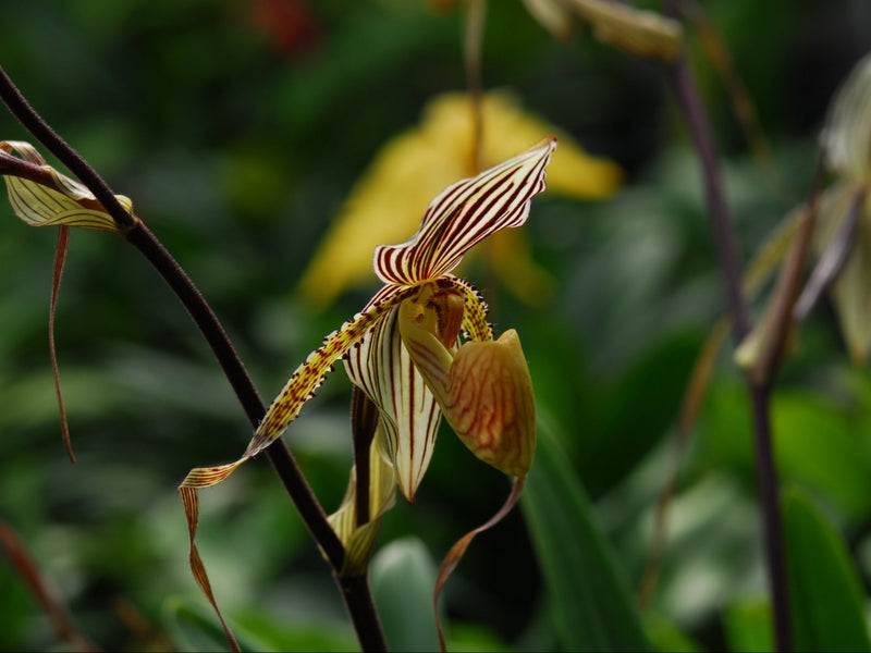 Paphiopedilum Saint Swithin
