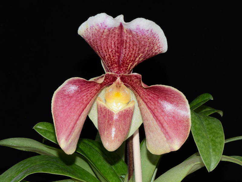 Paphiopedilum Amanda's Memory x Paphiopedilum bellatulum