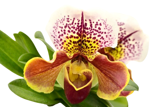 Paphiopedilum Cocoa Motto Elect x Paph. Enzan Crown Tree