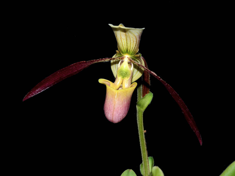 Paphiopedilum Apperley x (Paph. Saint Swithin x Paph. Michael Koopowitz)