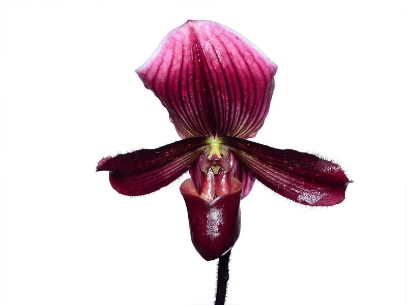 Paphiopedilum Black Bird (rec.)