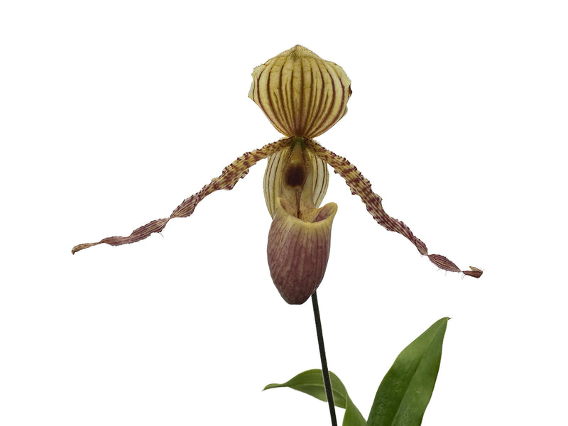 Paphiopedilum Carola Adenauer
