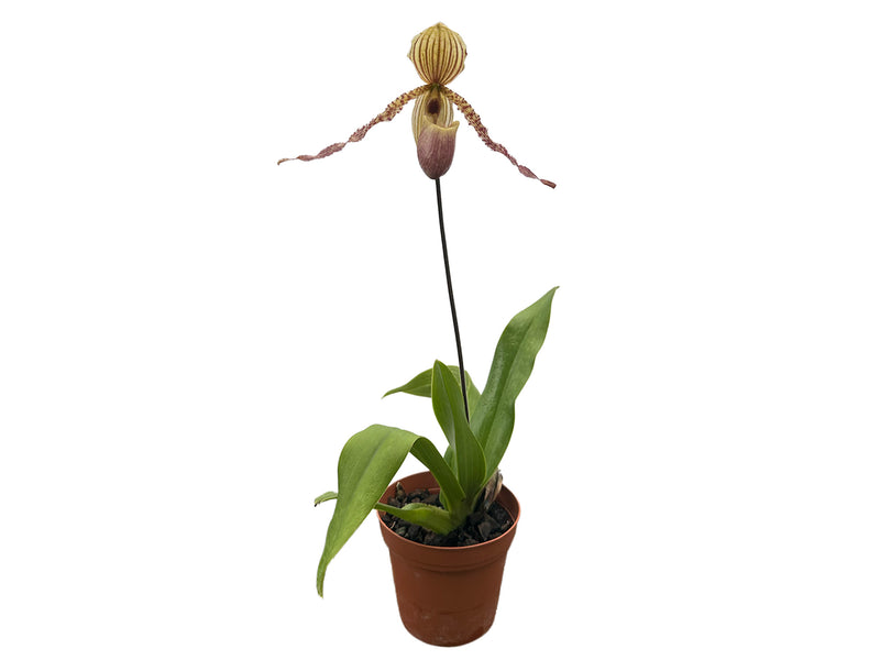 Paphiopedilum Carola Adenauer