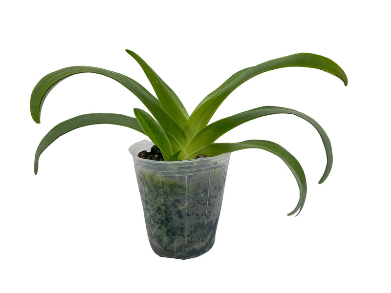 Paphiopedilum Carola Adenauer x Paph. Bishop Francis Christian