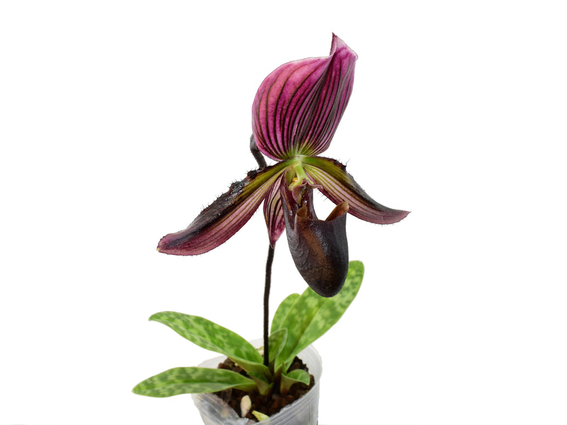 Paphiopedilum Cesar Maaz