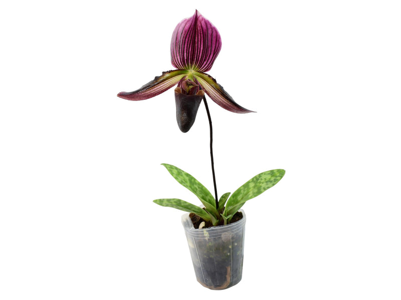 Paphiopedilum Cesar Maaz