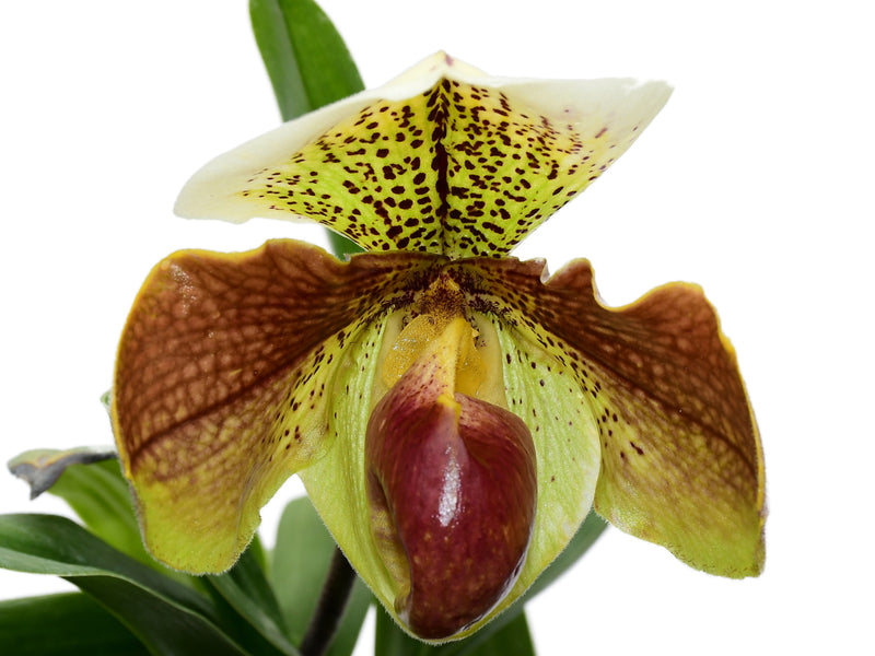 Paphiopedilum Cocoa Burkitty x Paph. Cocoa Motto Kitty