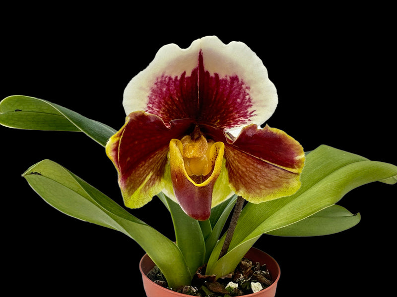 Paphiopedilum Cocoa Burmotto x Paph. Enzan Crown Tree