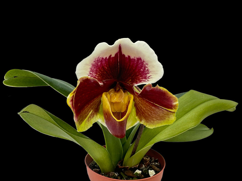 Paphiopedilum Cocoa Burmotto x Paph. Enzan Crown Tree