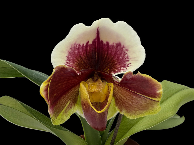 Paphiopedilum Cocoa Burmotto x Paph. Enzan Crown Tree