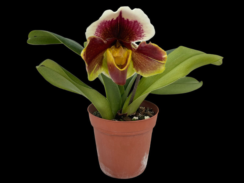 Paphiopedilum Cocoa Burmotto x Paph. Enzan Crown Tree
