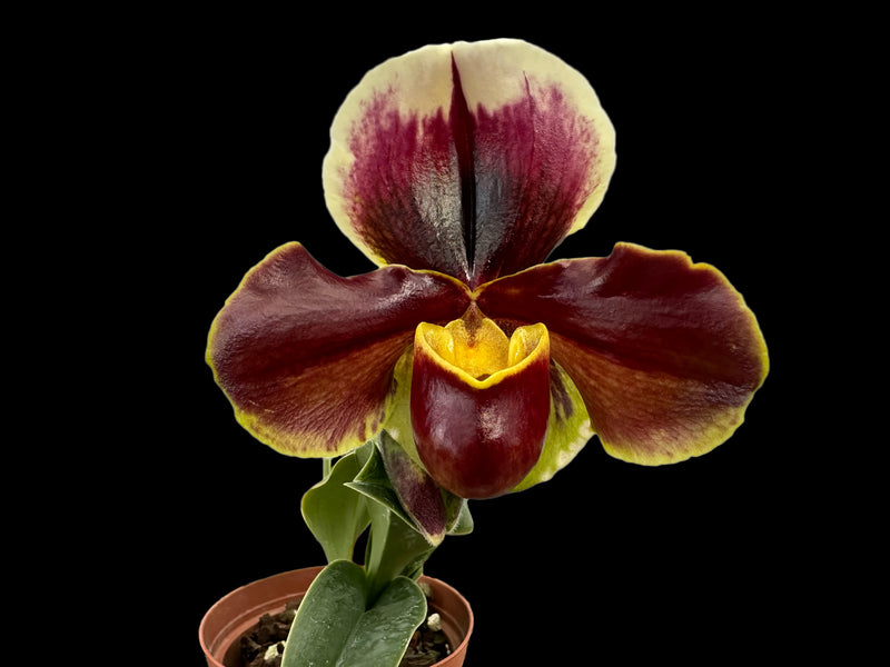 Paphiopedilum Cocoa Burred x Paph. Cocoa Kimura's Red
