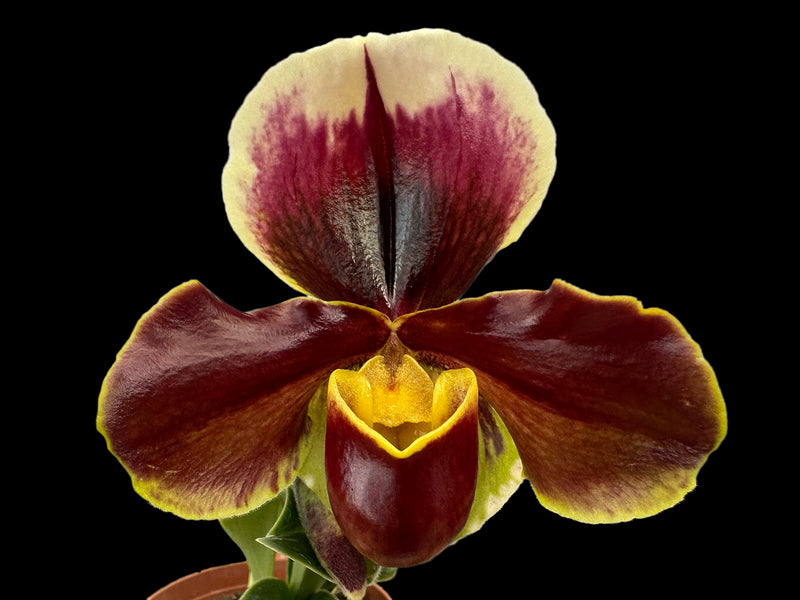 Paphiopedilum Cocoa Burred x Paph. Cocoa Kimura's Red