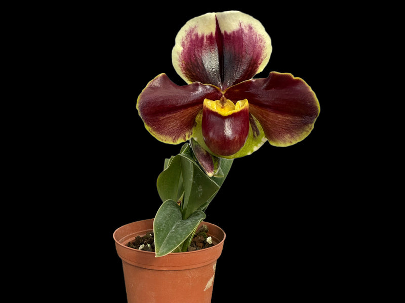 Paphiopedilum Cocoa Burred x Paph. Cocoa Kimura's Red