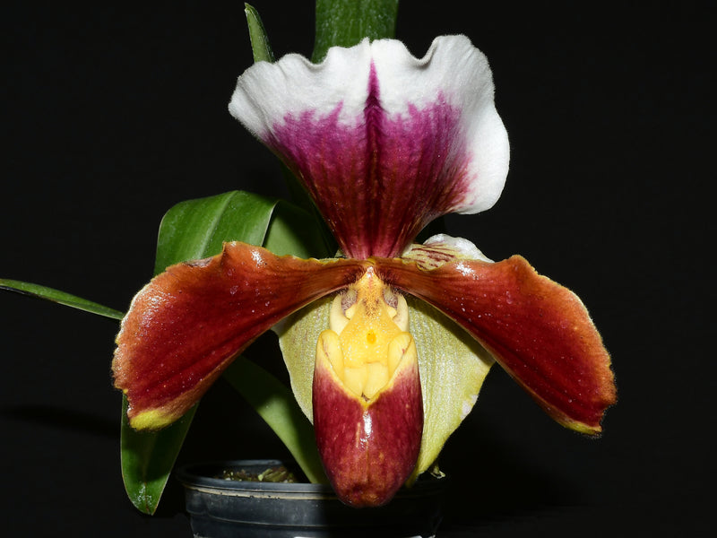 Paphiopedilum Cocoa Elegant Rouge