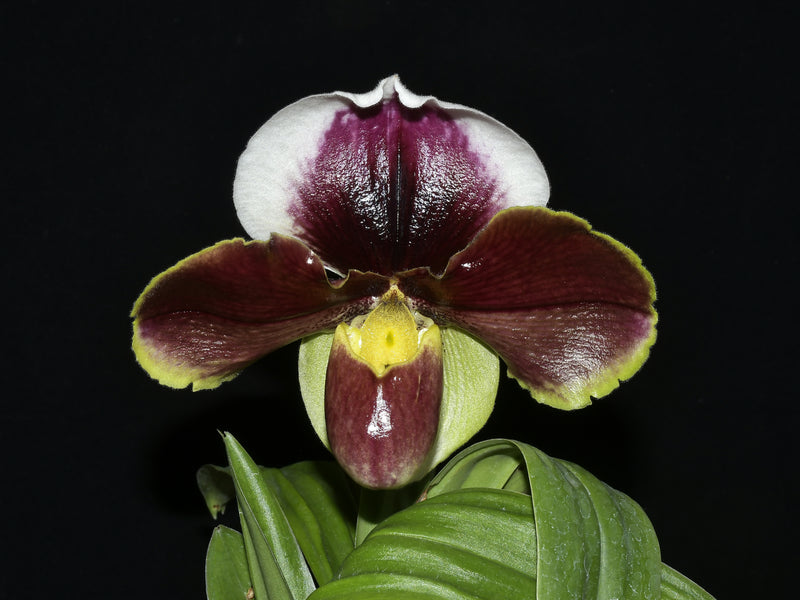 Paphiopedilum Cocoa Elizabeth