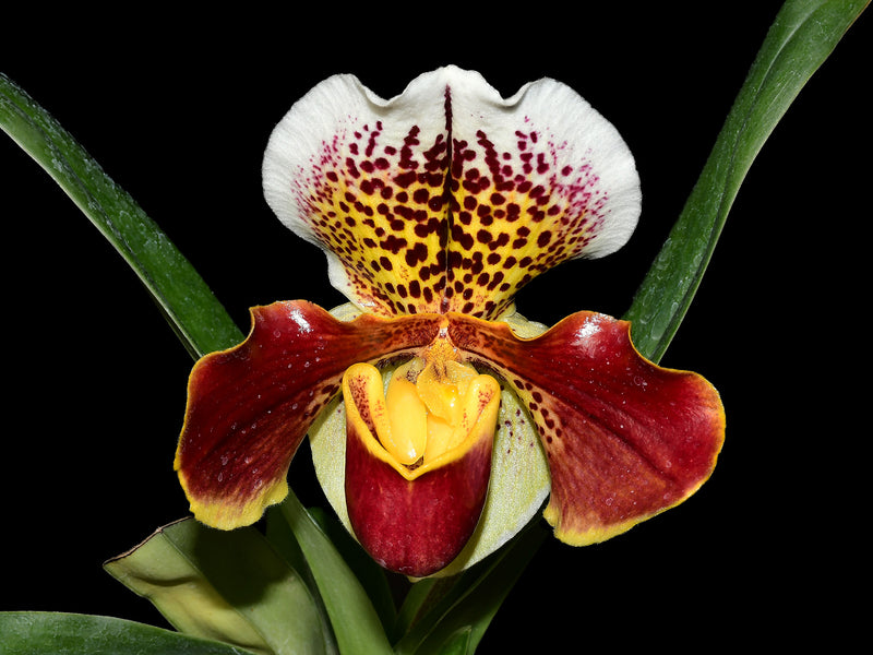 Paphiopedilum Cocoa Gem