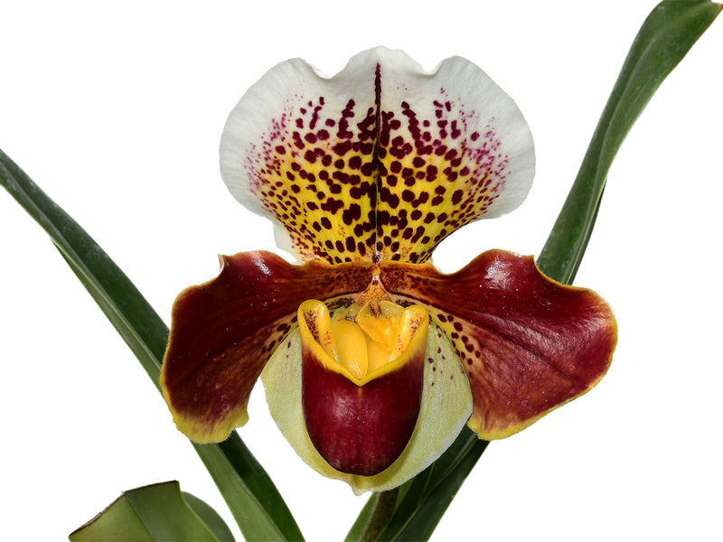 Paphiopedilum Cocoa Gem
