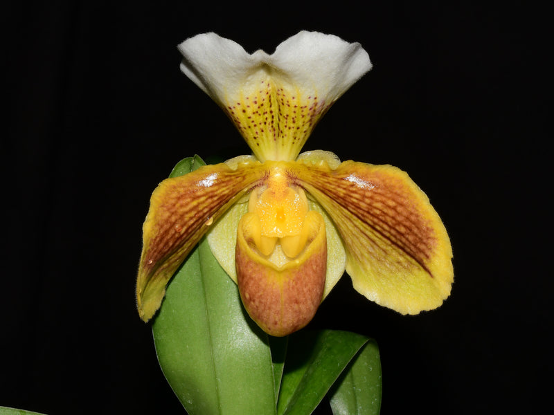 Paphiopedilum Cocoa Hamana x Paph. Enzan Crazy Sioux