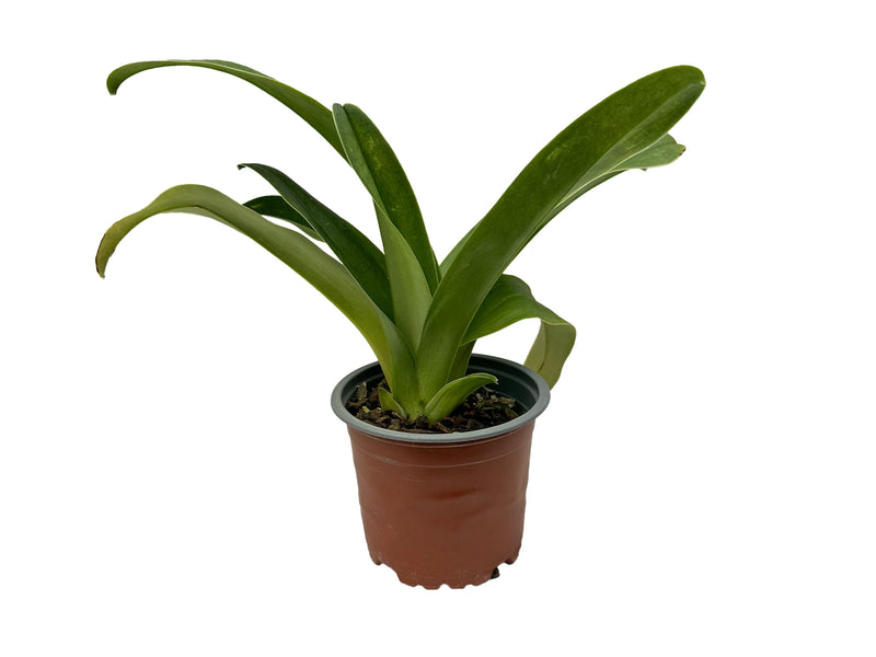 Paphiopedilum Cocoa Horse Crown