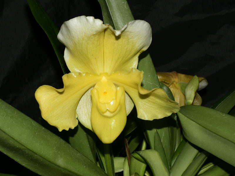 Paphiopedilum Cocoa Joyful Festival