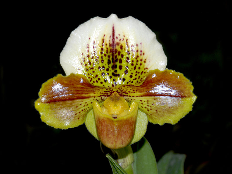 Paphiopedilum Cocoa Kiku
