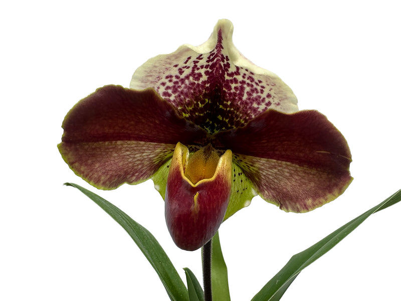 Paphiopedilum Cocoa Kimura Hill x Paphiopedilum Enzan Crazy Sioux