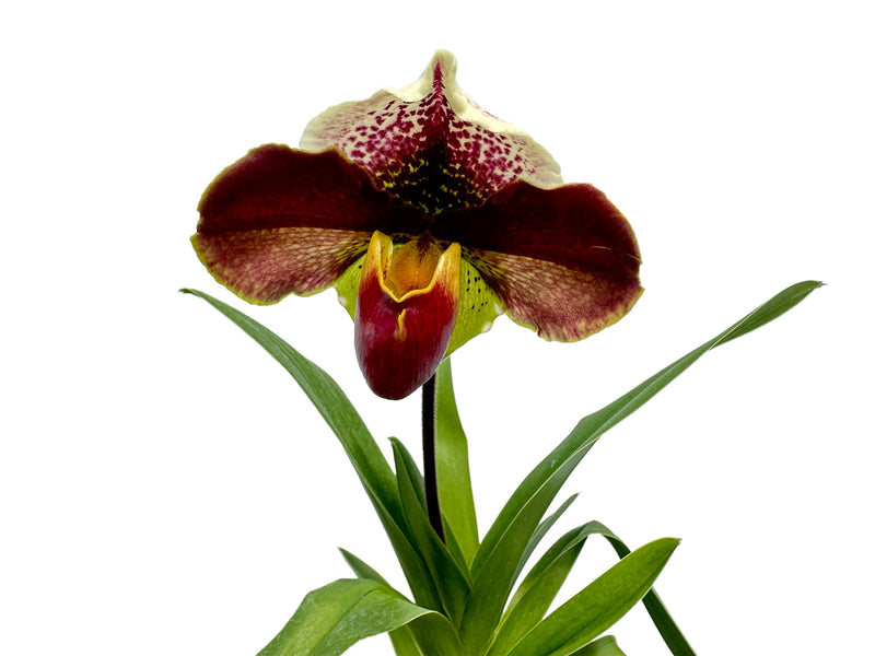 Paphiopedilum Cocoa Kimura Hill x Paphiopedilum Enzan Crazy Sioux