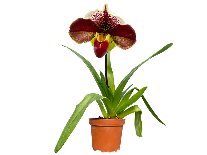 Paphiopedilum Cocoa Kimura Hill x Paphiopedilum Enzan Crazy Sioux