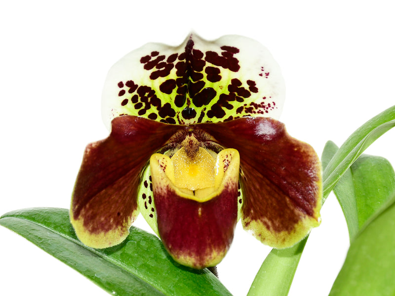 Paphiopedilum Cocoa Kitty Tree