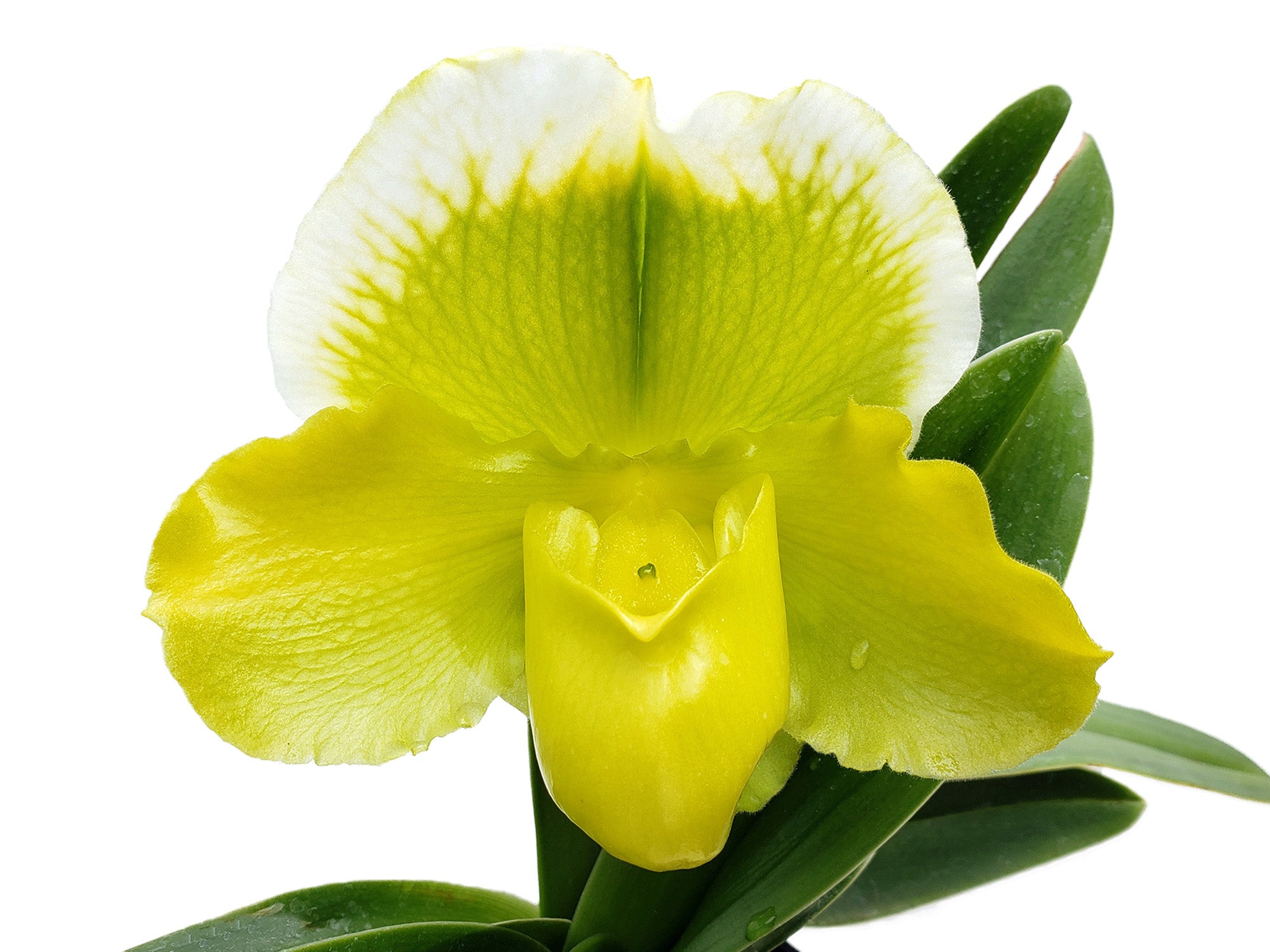 164サイコフラワー Paphiopedilum Cocoa Lovely 'Big' x Cocoa Green 'Full Moon