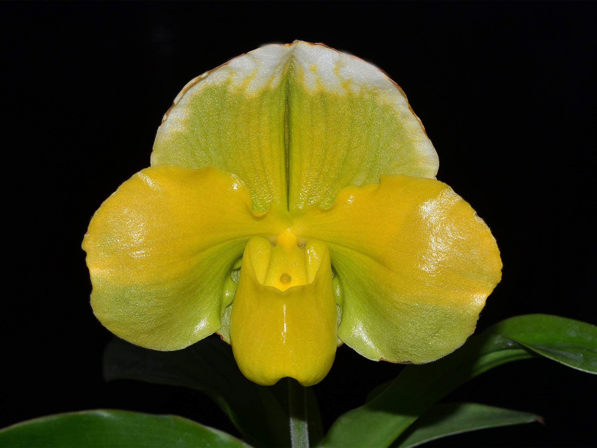 Paphiopedilum Cocoa Lovely 'Big' x Cocoa Green 'Full Moon
