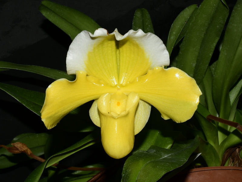 Paphiopedilum Cocoa Lovely Oliver
