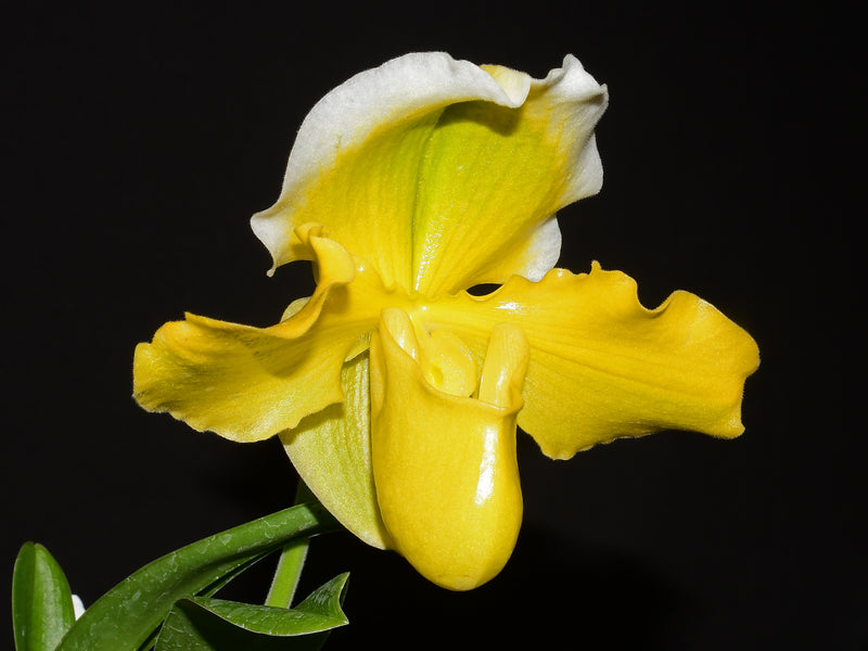 Paphiopedilum Cocoa Lovely Oliver