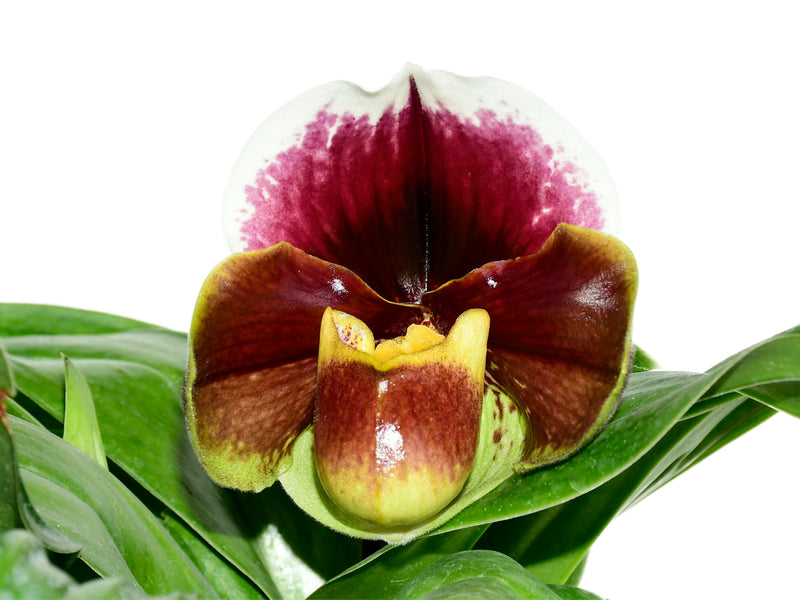 Paphiopedilum Cocoa Motto Kitty x Paph. Enzan Crown Tree
