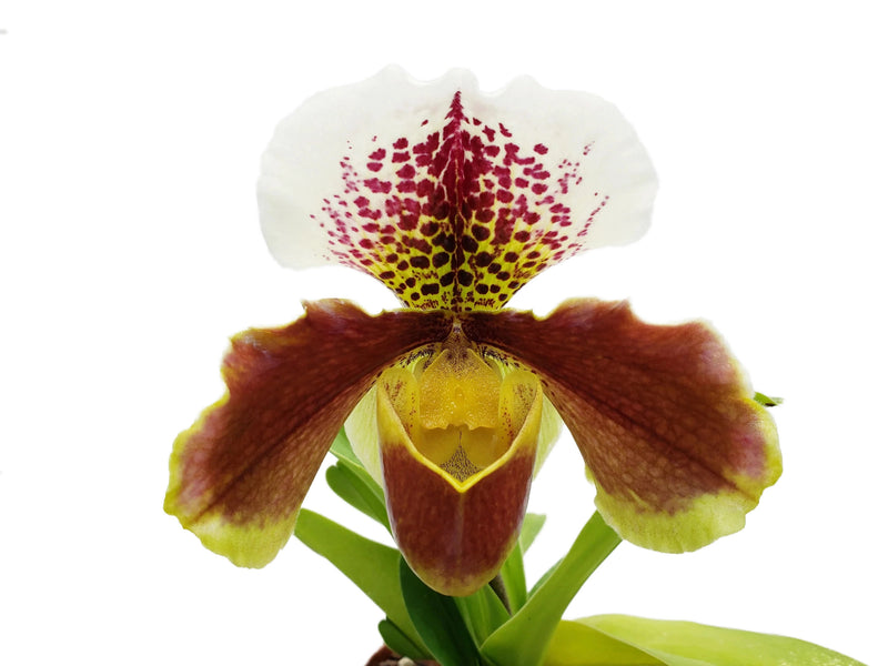 Paphiopedilum Cocoa Motto Kitty x Paph. Yi-Ying Twinkling Stars