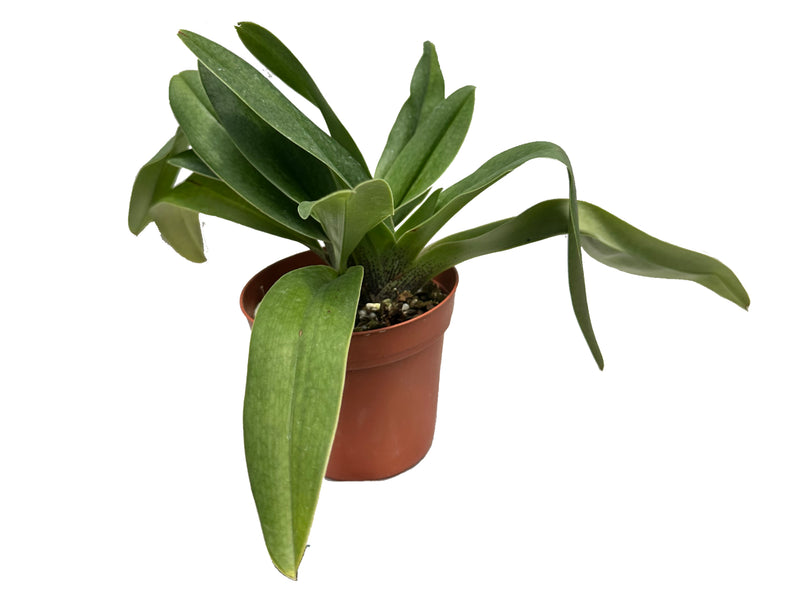 Paphiopedilum Cocoa Motto Kitty x Paph. delenatii