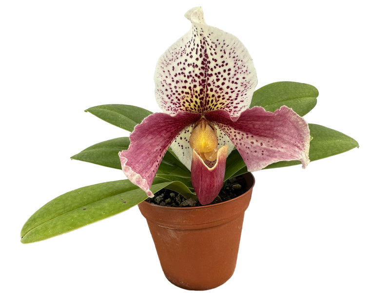 Paphiopedilum Cocoa Motto Kitty x Paph. delenatii