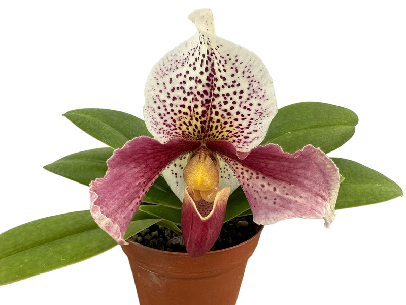 Paphiopedilum Cocoa Motto Kitty x Paph. delenatii