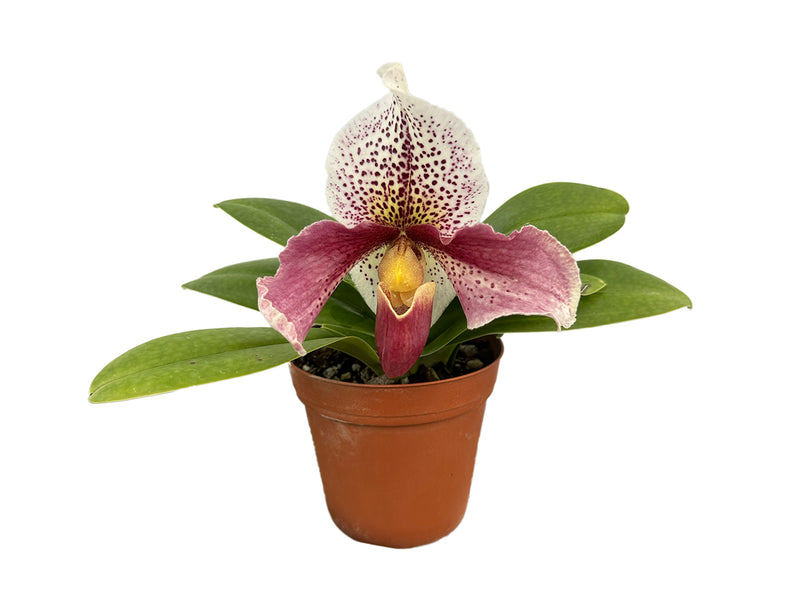 Paphiopedilum Cocoa Motto Kitty x Paph. delenatii