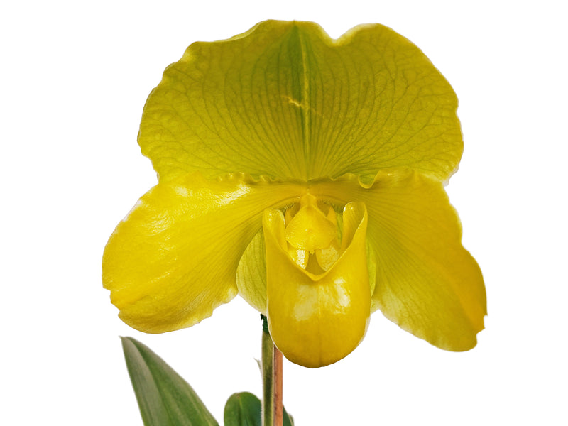 Paphiopedilum Cocoa Olympian Yearning x Paphiopedilum Hamana Med