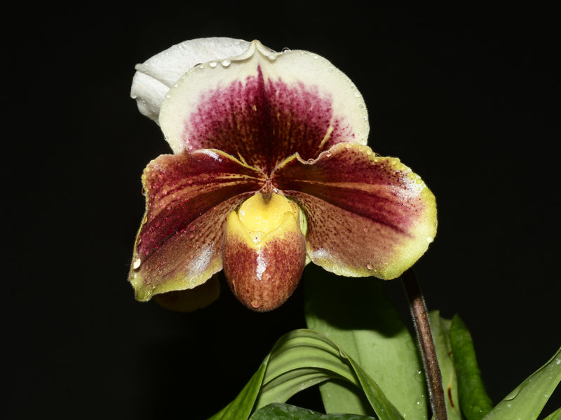Paphiopedilum Cocoa Pawbella