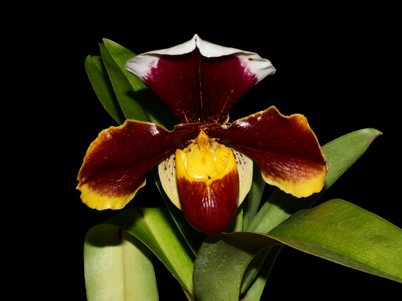 Paphiopedilum Cocoa Robcrown x Paph. Cocoa Motto Kitty